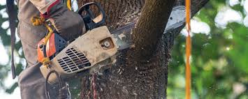 Best Tree Mulching  in Coffeyville, KS