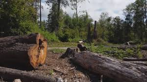 Best Utility Line Clearance  in Coffeyville, KS