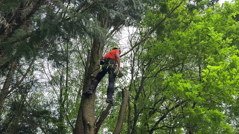 Best Tree Trimming and Pruning  in Coffeyville, KS