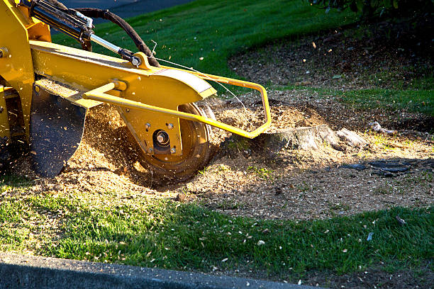 Best Commercial Tree Services  in Coffeyville, KS