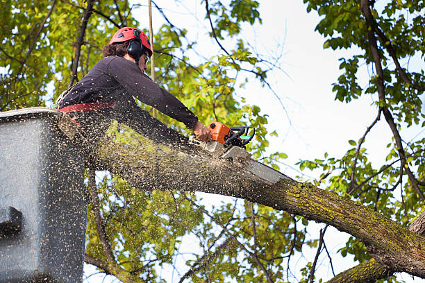 Best Storm Damage Tree Cleanup  in Coffeyville, KS